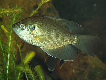 Centrarchus macropterus, Pfauenaugensonnenbarsch