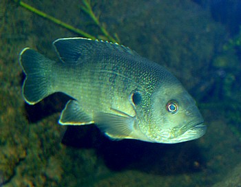 Lepomis cyanellus, Grner Sonnenbarsch