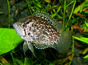 Polycentrus punctatus, Schomburgks Vielstachler