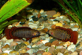 Badis corycaeus