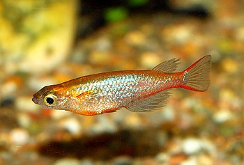 Oryzias woworae, Neonreisfisch