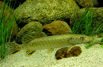 Esox lucius, Hecht