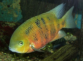 Cichlasoma ornatum, Esmeralda-Buntbarsch