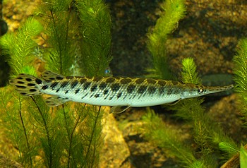 Lepisosteus oculatus, Gefleckter Knochenhecht