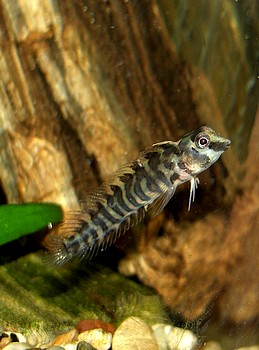 Ophoblennius spec., Swasserschleimfisch