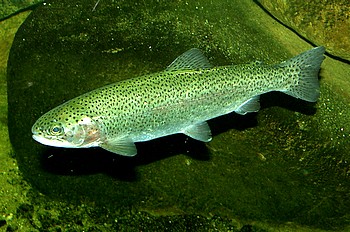 Oncorhynchus mykiss, Regenbogenforelle