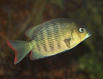 Paretroplus menaramba, Rotstrich-Damba