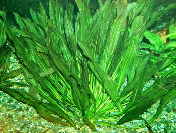 Echinodorus parviflorius, Schwarze Schwertpflanze