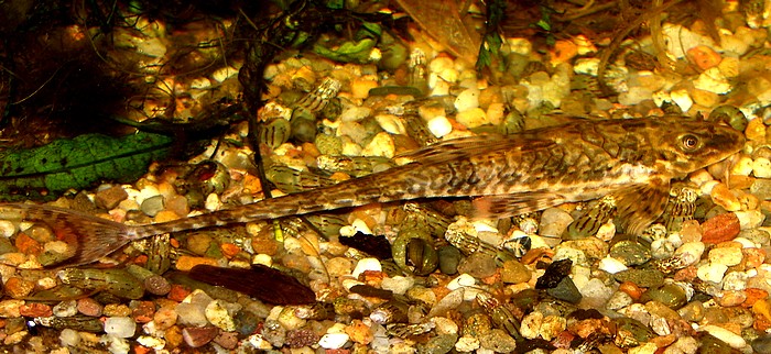 Rineloricaria microlepidogaster, Gebnderter Hexenwels