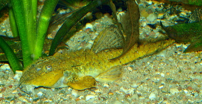 Rineloricaria sp. aff. latirostris, Brstenhexenwels