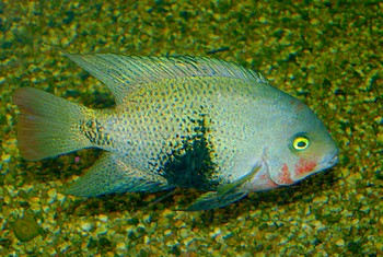 Vieja maculicauda, Schwarzgrtelbuntbarsch