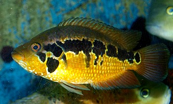 Parapetenia loisellei, Gelber Guapote