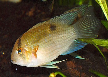 Cleithracara maronii, Maronibuntbarsch