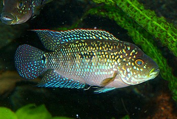 Aequidens pulcher, Blaupunktbuntbarsch