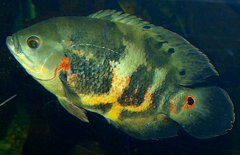 Astronotus ocellatus, Pfauenaugenbuntbarsch