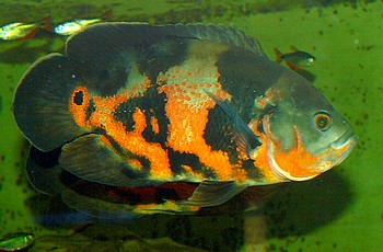 Astronotus ocellatus, Pfauenaugenbuntbarsch