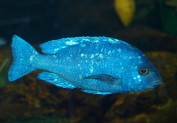 Placidochromis spec.