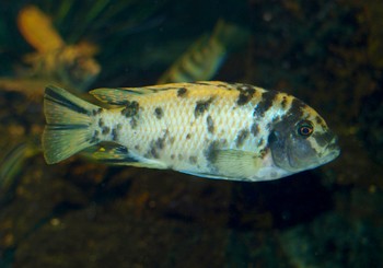 Pseudotropheus zebra