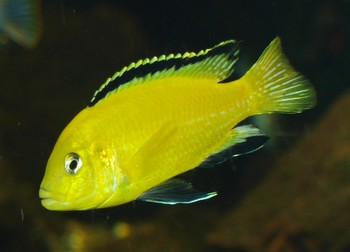Labidochromis caeruleus
