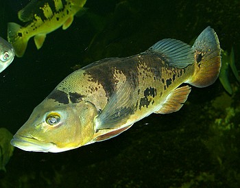 Cichla monoculus
