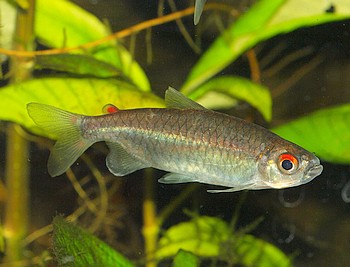 Micralestes elongatus