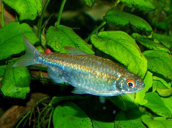 Micralestes stormsi, Rotflossen-Kongosalmler