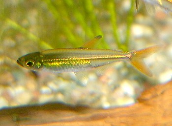 Ladigesia roloffi, Orangeroter Zwergsalmler