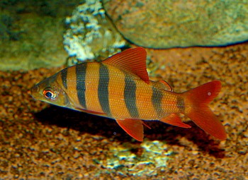 Distichodus sexfasciatus, Zebra-Geradsalmler