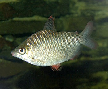 Distichodus affinis, Rotflossen-Distichodus