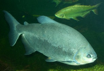 Colossoma macropomum, Schwarzer Pacu