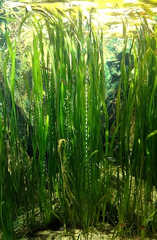 Vallisneria americana, Riesen-Vallisnerie