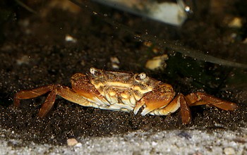 Varuna litterata Fluss-Schwimmkrabbe 