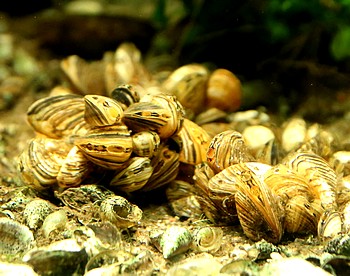Dreissena polymorph, Zebramuschel, Wandermusche