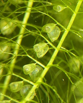 Utricularia inflexa