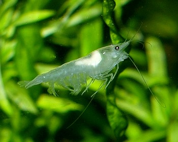 Weißperlgarnele, Süßwassergarnele Weißperlgarnele, Süßwassergarnele