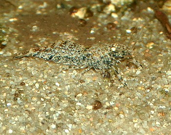 Macrobrachium kulsi0ense, Schneeflöckchengarnele, Perlgarnele, Süßwassergarnele Macrobrachium kulsi0ense, Schneeflöckchengarnele, Perlgarnele, Süßwassergarnele