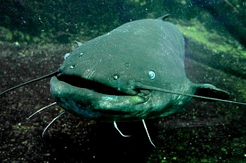 Silurus glanis, Wels