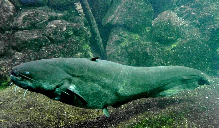 Silurus glanis, Wels