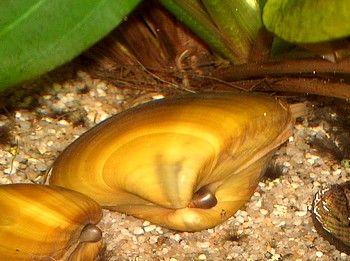 Unionacea spec., Westafrikanische Muschel