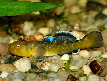Chlamydogobius eremius, Wstengrundel 
