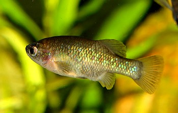 Xenoophorus captivus Ritterkärpfling 03