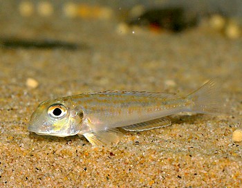 Xenotilapia ochrogenys
