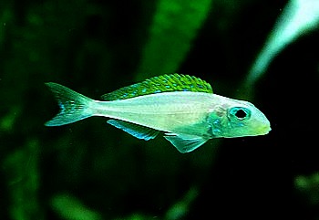 Xenotilapia papilio 