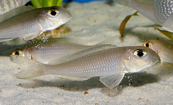 Xenotilapia sima 