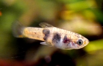 Xiphophorus couchianus Monterrey-Platy 