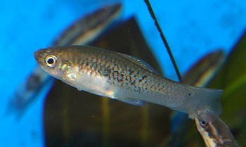 Xiphophorus evelynae 