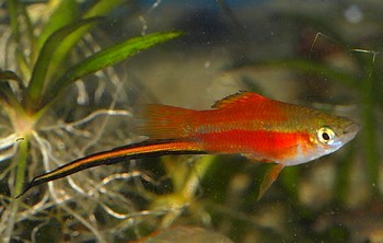 Xiphophorus helleri Grüner-Schwertträger 