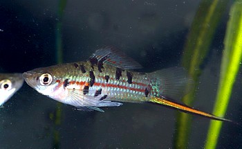 Xiphophorus helleri Grner-Schwerttrger Rio Atoyac 01