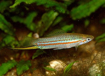 Xiphophorus helleri 