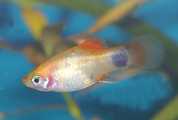 Xiphophorus maculatus Platy 